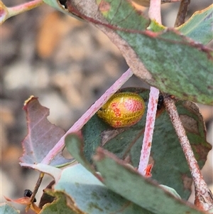 Paropsisterna fastidiosa at Jingera, NSW - 23 Dec 2024