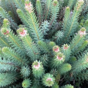 Myriophyllum crispatum (Water Millfoil) at Breadalbane, NSW by JaneR