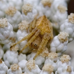 Salsa fuliginata (Sooty Orb-weaver) at Bungonia, NSW - 26 Nov 2024 by KorinneM