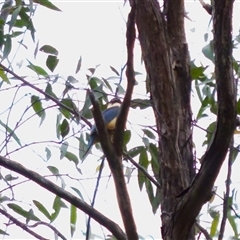 Todiramphus sanctus (Sacred Kingfisher) at Bungonia, NSW - 26 Nov 2024 by KorinneM