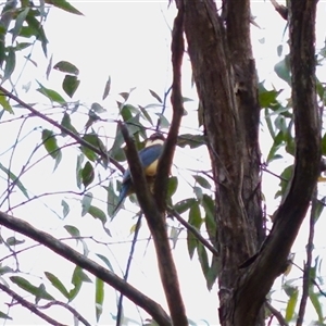 Todiramphus sanctus (Sacred Kingfisher) at Bungonia, NSW by KorinneM