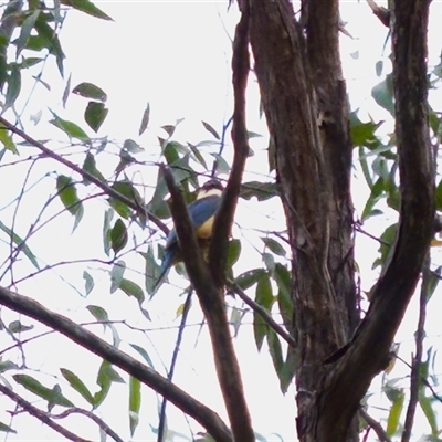 Todiramphus sanctus at Bungonia, NSW - 26 Nov 2024 by KorinneM