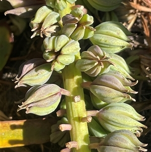 Cycnogeton procerum (Nareli, Swamp Arrowgrass) at Breadalbane, NSW by JaneR