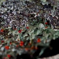 Cladonia sp. (genus) (Cup Lichen) at Bungonia, NSW - 26 Nov 2024 by KorinneM