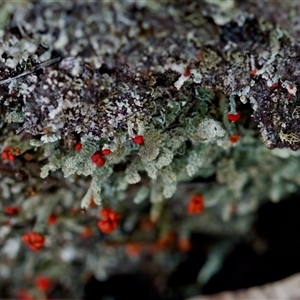 Cladonia sp. (genus) at Bungonia, NSW - 26 Nov 2024