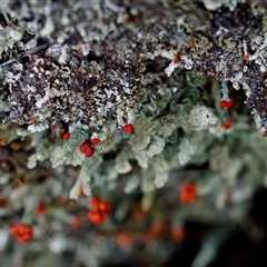 Cladonia sp. (genus) at Bungonia, NSW - 26 Nov 2024