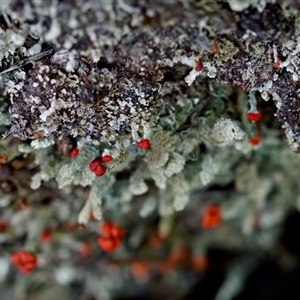 Cladonia sp. (genus) at Bungonia, NSW - 26 Nov 2024