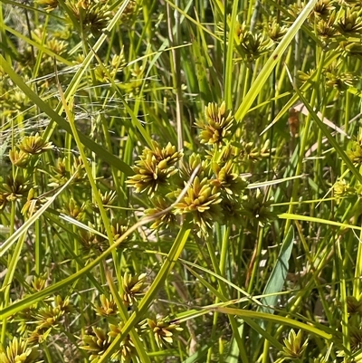 Cyperus eragrostis (Umbrella Sedge) at Breadalbane, NSW - 23 Dec 2024 by JaneR