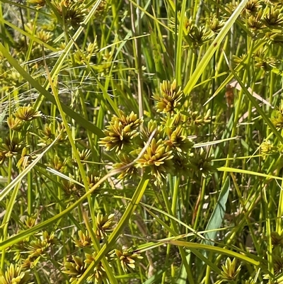 Cyperus eragrostis (Umbrella Sedge) at Breadalbane, NSW - 23 Dec 2024 by JaneR