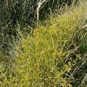 Cyperus eragrostis at Breadalbane, NSW - 23 Dec 2024