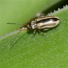 Monolepta froggatti (Leaf beetle) at Freshwater Creek, VIC - 23 Dec 2024 by WendyEM