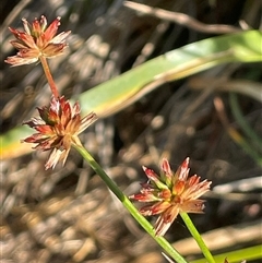 Juncus fockei (A Rush) at Breadalbane, NSW - 23 Dec 2024 by JaneR