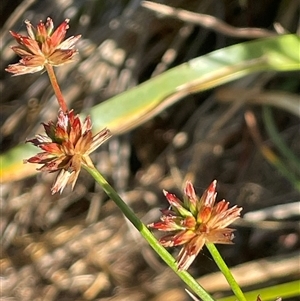 Juncus fockei (A Rush) at Breadalbane, NSW by JaneR