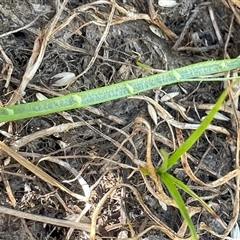 Juncus fockei at Breadalbane, NSW - 23 Dec 2024 05:54 PM