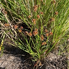 Juncus fockei at Breadalbane, NSW - 23 Dec 2024 05:54 PM