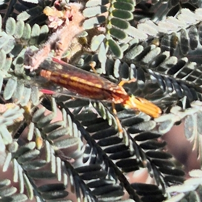 Campion sp. (genus) (Mantis Fly) at Jingera, NSW - 23 Dec 2024 by clarehoneydove