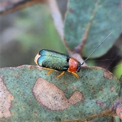 Aporocera (Aporocera) viridipennis (A leaf beetle) at Jingera, NSW - 23 Dec 2024 by clarehoneydove