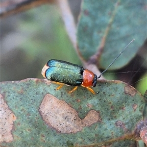 Aporocera (Aporocera) viridipennis at Jingera, NSW - 23 Dec 2024