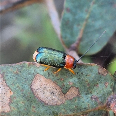 Aporocera (Aporocera) viridipennis (A leaf beetle) at Jingera, NSW - 23 Dec 2024 by clarehoneydove