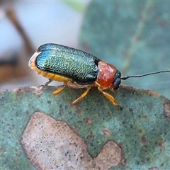 Aporocera (Aporocera) viridipennis at Jingera, NSW - 23 Dec 2024