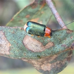 Aporocera (Aporocera) viridipennis at Jingera, NSW - 23 Dec 2024