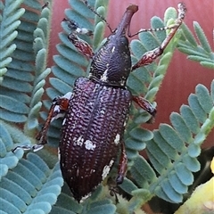 Aoplocnemis rufipes (A weevil) at Jingera, NSW - 23 Dec 2024 by clarehoneydove