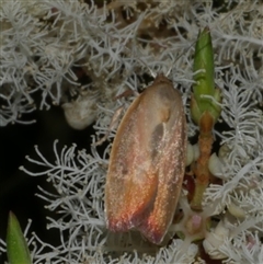 Ptyoptila matutinella (Wingia Group) at Freshwater Creek, VIC - 14 Dec 2024 by WendyEM