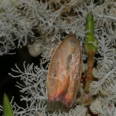 Ptyoptila matutinella (Wingia Group) at Freshwater Creek, VIC - 14 Dec 2024 by WendyEM