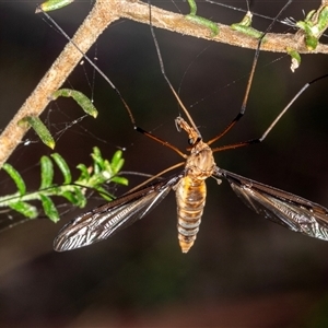 Leptotarsus (Macromastix) sp. (genus & subgenus) (Unidentified Macromastix crane fly) at Bungonia, NSW by AlisonMilton