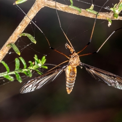 Leptotarsus (Macromastix) sp. (genus & subgenus) (Unidentified Macromastix crane fly) at Bungonia, NSW - 20 Dec 2024 by AlisonMilton