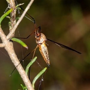 Leptotarsus (Macromastix) sp. (genus & subgenus) at Bungonia, NSW - 20 Dec 2024