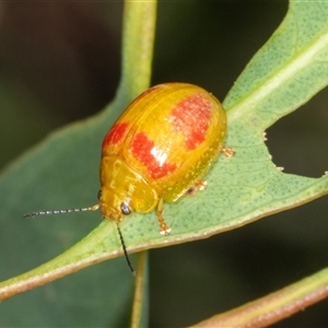 Paropsisterna fastidiosa at Bungonia, NSW - 20 Dec 2024