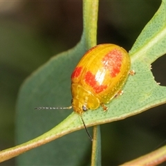 Paropsisterna fastidiosa at Bungonia, NSW - 20 Dec 2024