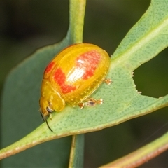 Paropsisterna fastidiosa at Bungonia, NSW - 20 Dec 2024