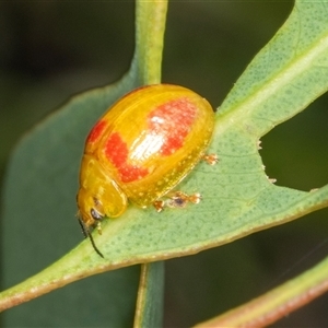 Paropsisterna fastidiosa at Bungonia, NSW - 20 Dec 2024