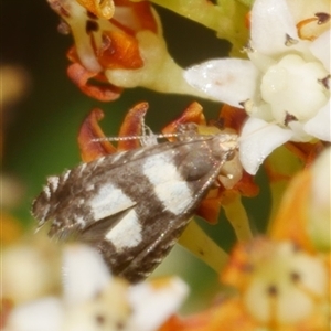 Glyphipterix chrysoplanetis (A Sedge Moth) at Freshwater Creek, VIC by WendyEM