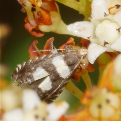 Glyphipterix chrysoplanetis (A Sedge Moth) at Freshwater Creek, VIC - 14 Dec 2024 by WendyEM