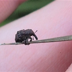 Cryptoplini sp. (tribe) (Weevil) at Jingera, NSW - 23 Dec 2024 by clarehoneydove