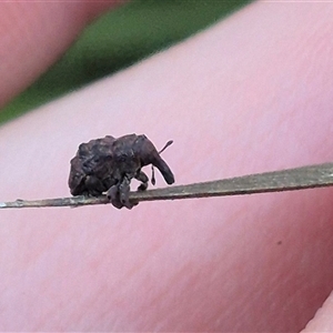 Cryptoplini sp. (tribe) (Weevil) at Jingera, NSW by clarehoneydove