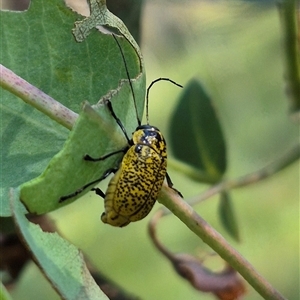 Aporocera (Aporocera) erosa at Jingera, NSW - 23 Dec 2024