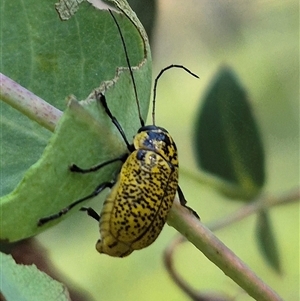 Aporocera (Aporocera) erosa at Jingera, NSW - 23 Dec 2024