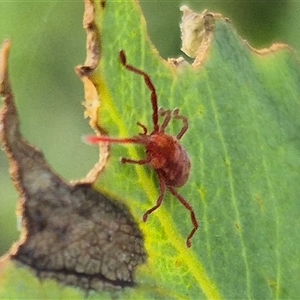 Erythraeidae (family) at Jingera, NSW - 23 Dec 2024