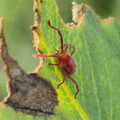 Erythraeidae (family) (Erythraeid mite) at Jingera, NSW - 23 Dec 2024 by clarehoneydove