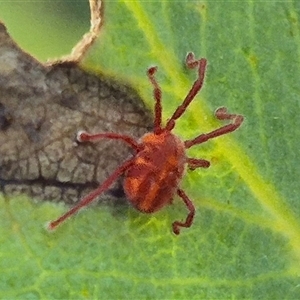 Erythraeidae (family) at Jingera, NSW - 23 Dec 2024