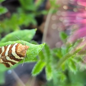 Subfurcatana subfurcatana (A Tortricid moth) at Jingera, NSW by clarehoneydove