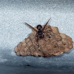 Ropalidia plebeiana at Bungonia, NSW - 20 Dec 2024