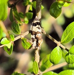 Epitymbia cosmota (A Tortricid moth) at Jingera, NSW - 23 Dec 2024 by clarehoneydove