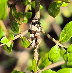 Epitymbia cosmota (A Tortricid moth) at Jingera, NSW by clarehoneydove