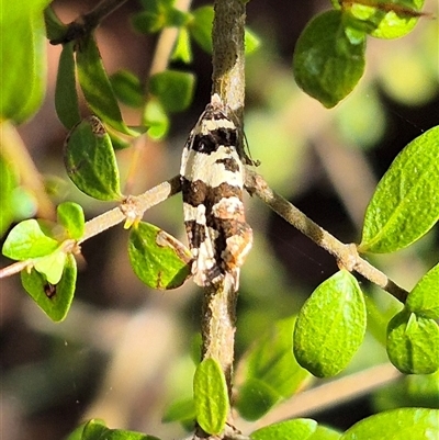 Epitymbia cosmota (A Tortricid moth) at Jingera, NSW - 23 Dec 2024 by clarehoneydove