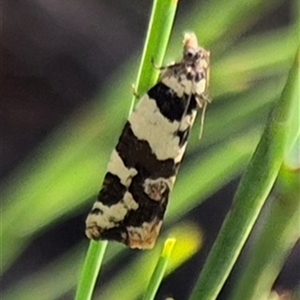 Epitymbia cosmota at Jingera, NSW - 23 Dec 2024 05:58 PM